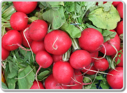 Red Radishes